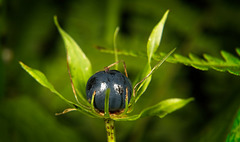 Die Beere der Vierblättrigen Einbeere (Paris quadrifolia) ist jetzt zu sehen :))  The berry of the four-leafed oneberry (Paris quadrifolia) can now be seen :))  La baie de l'oneberry à quatre feuilles (Paris quadrifolia) est désormais visible :))