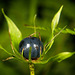 Die Beere der Vierblättrigen Einbeere (Paris quadrifolia) ist jetzt zu sehen :))  The berry of the four-leafed oneberry (Paris quadrifolia) can now be seen :))  La baie de l'oneberry à quatre feuilles (Paris quadrifolia) est désormais visible :))