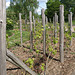 Wilhelmsburger Wein