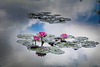 Water lilies Water lilies
