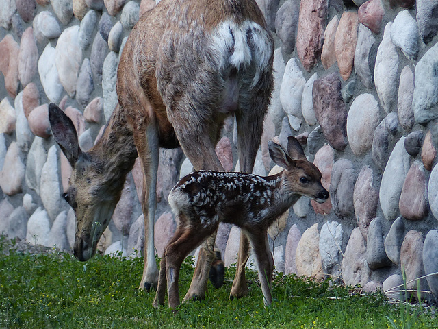 Very young Mule deer