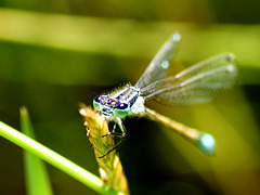 Common Bluetail f (Ischnura elegans) DSB 0282