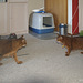 Caithlin meeting the other cats, 3