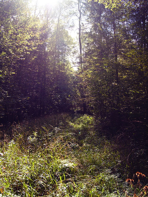 Białowieża