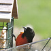 Rose-breasted Grosbeak