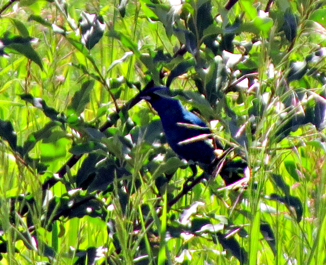 Indigo Bunting