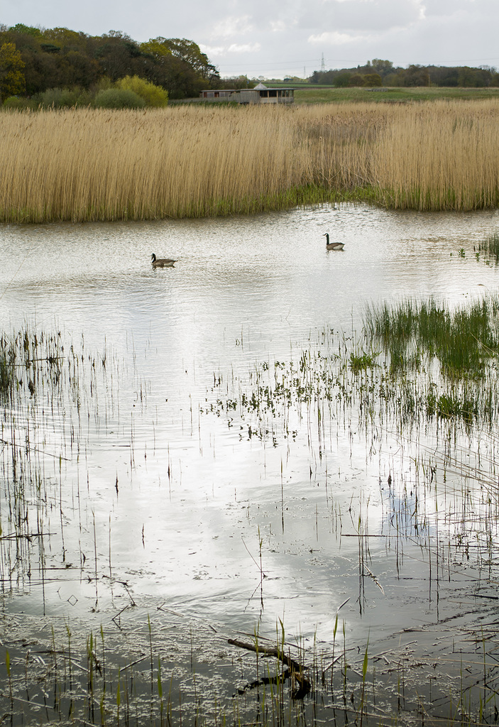 Burton Mere wetlands 1