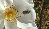20200521 7659CPw [D~MI] Bibernell-Rose (Rosa spinosissima), Seidenhaariger Schnellkäfer (Prosternon tesselatum), Hille