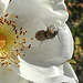 20200521 7659CPw [D~MI] Bibernell-Rose (Rosa spinosissima), Seidenhaariger Schnellkäfer (Prosternon tesselatum), Hille
