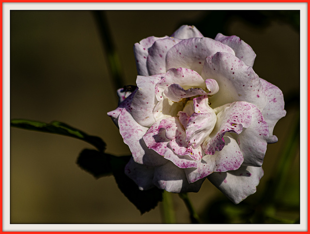 Rosa blanca con pintas rojas