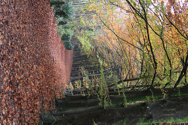 Dinas Powys Woods