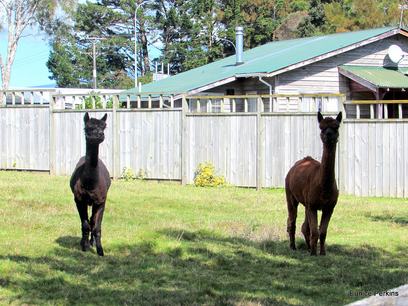 Alpacas