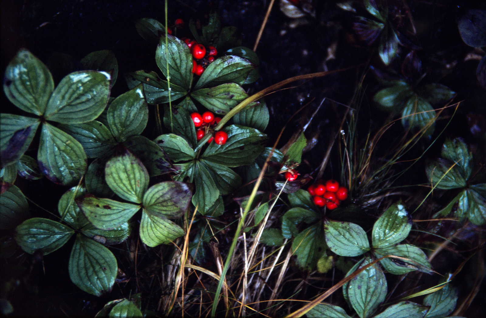 Green Leaves and Red Berries (1)