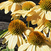 Flowers in Barkerville, BC - Canada