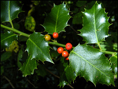ripening holly berries