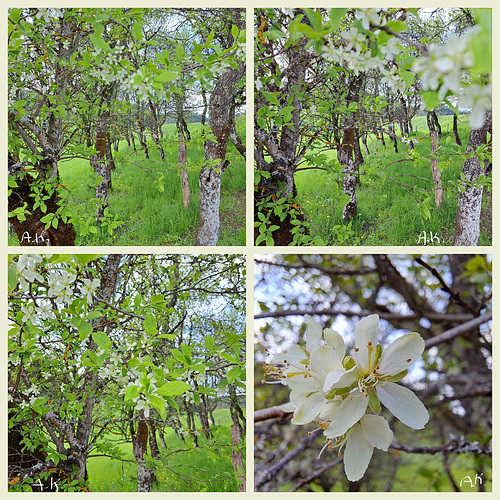 Trees in Spring