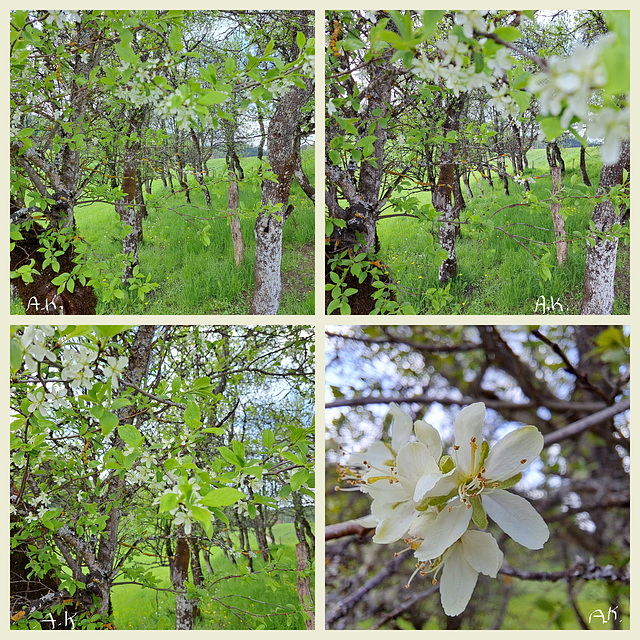 Trees in Spring