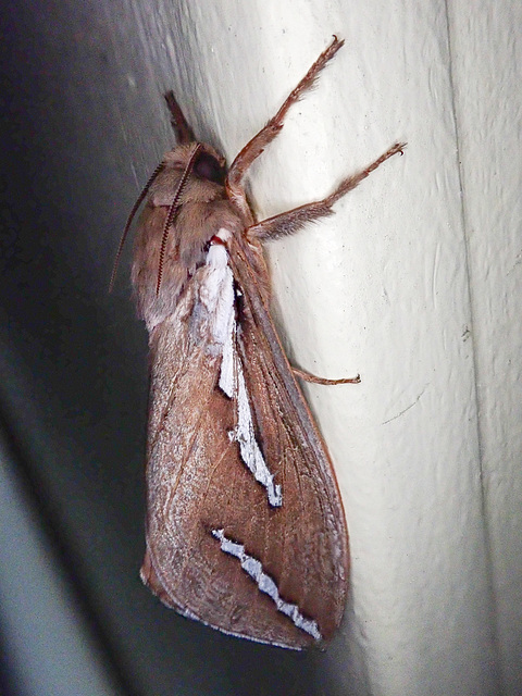 Giant Swift Moth Giant Swift Moth