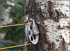 Yellow-rumped warbler