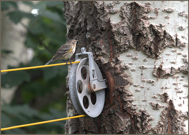 Yellow-rumped warbler