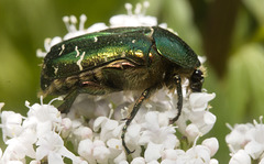 IMG 9659 Rose Chafer