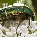 IMG 9659 Rose Chafer