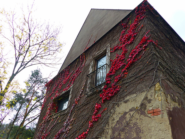 Die Mauer mit Efeu