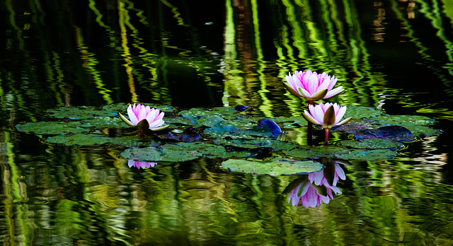 Water lilies