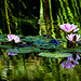 Water lilies