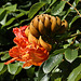 African Tulip Tree