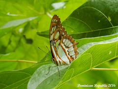 42 Siproeta stelenes (Malachite)