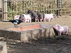 Ferkelei mit PiPs in Wernigerode