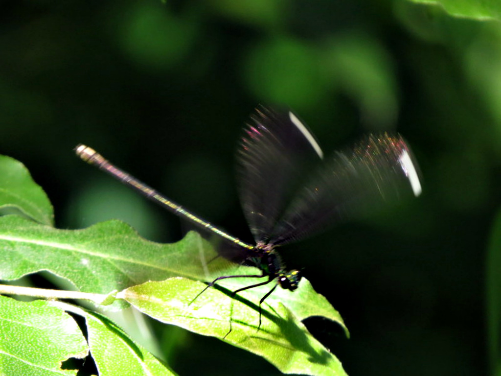 Female Ebony Jewelwing