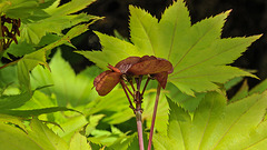 20190528 4840CPw [D~LIP] Gold-Ahorn (Acer shiras 'Aureum'), Frucht, Bad Salzuflen