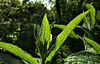 Green Leaves And Light