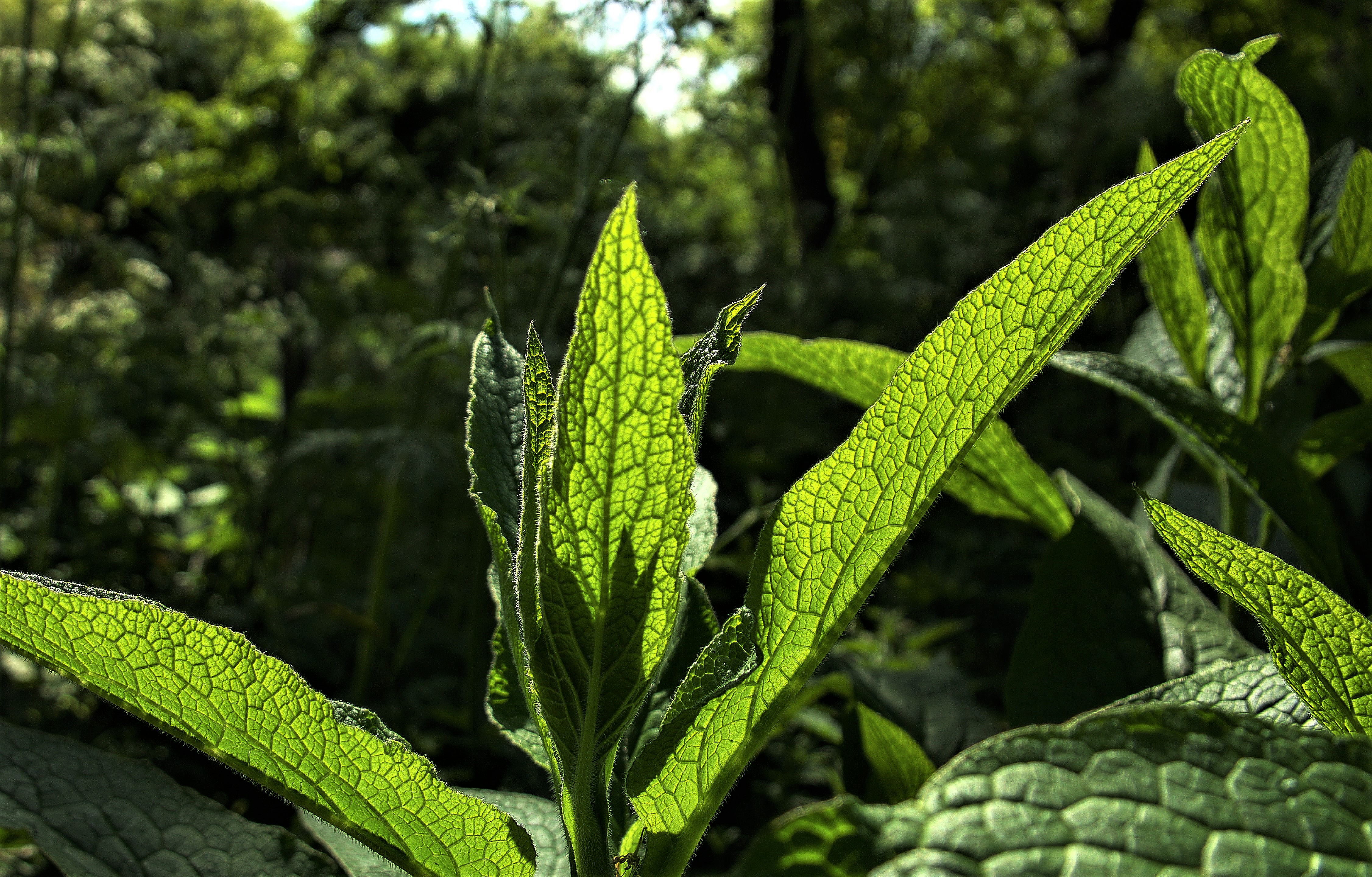 Green Leaves And Light