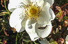 20200521 7660CPw [D~MI] Bibernell-Rose (Rosa spinosissima), Seidenhaariger Schnellkäfer (Prosternon tesselatum), Hille