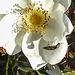 20200521 7660CPw [D~MI] Bibernell-Rose (Rosa spinosissima), Seidenhaariger Schnellkäfer (Prosternon tesselatum), Hille