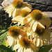 Flowers in Barkerville, BC - Canada