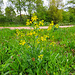 Winterkresse (Barbarea vulgaris)