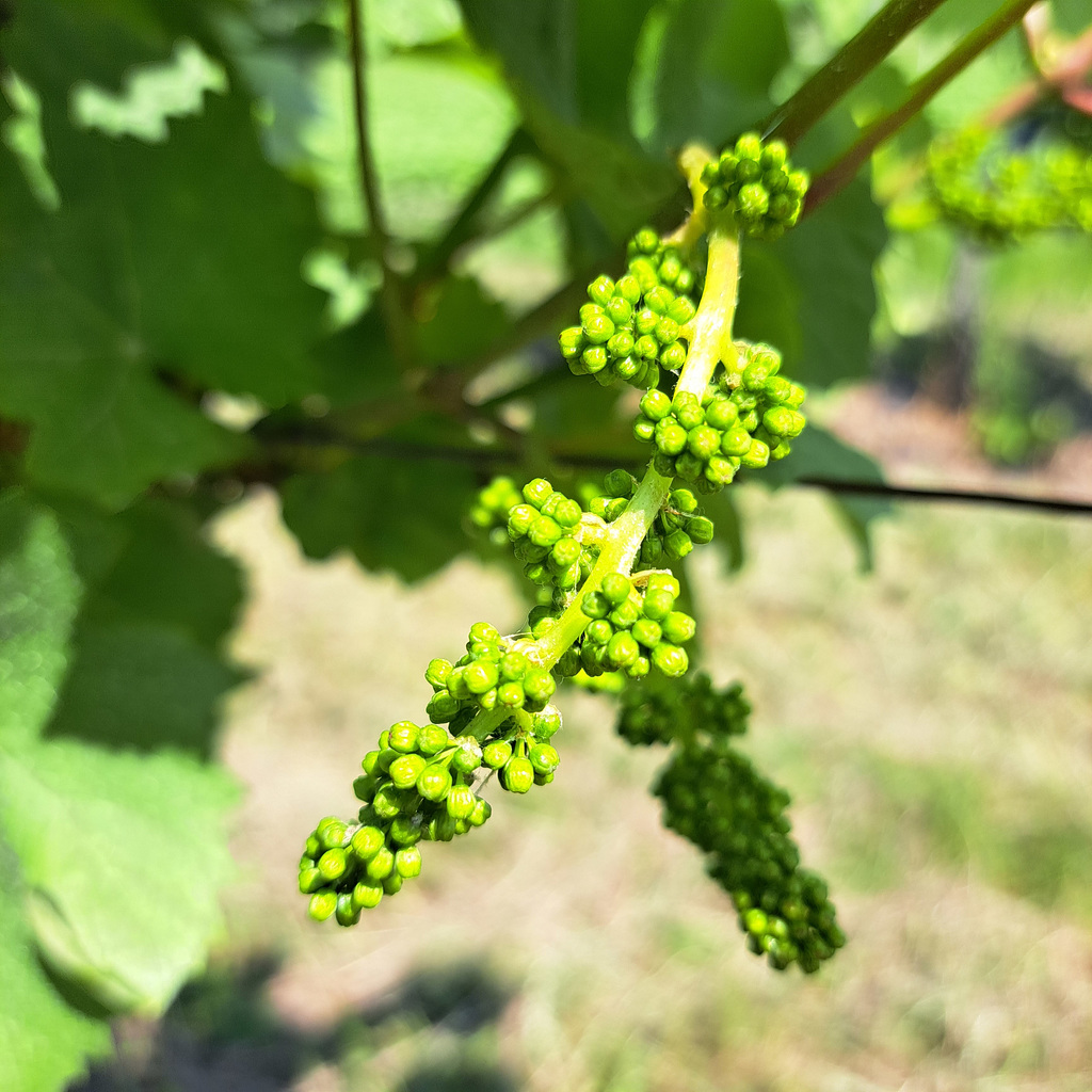 Weinrebe (Vitis vinifera)