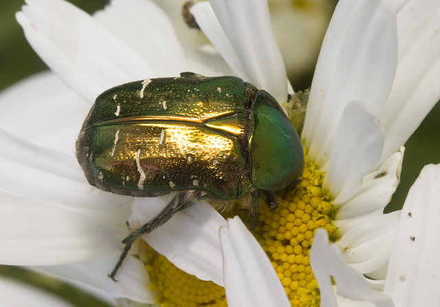 IMG 9666 Rose Chafer