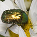 IMG 9666 Rose Chafer