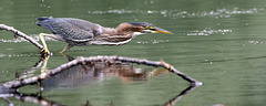 héron vert / green heron