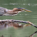 héron vert / green heron