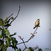 CURRUCA COMMUNIS