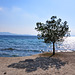 arbre solitari a Formentor (© Buelipix)