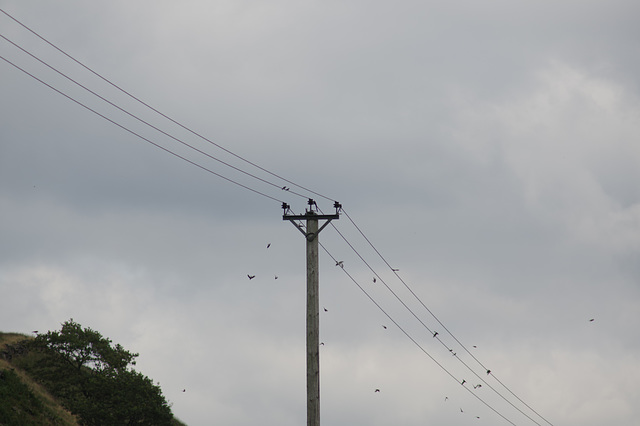 House Martins - breeding success - lots of new House Martins