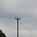 House Martins - breeding success - lots of new House Martins