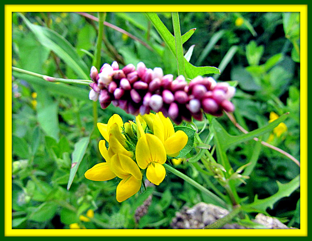 Weeds Are Beautiful Too!